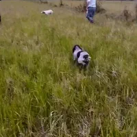 واگذاری پینتر آلمان شکاری|سگ|صومعهسرا, |دیوار