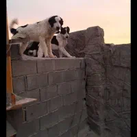 سگ نگهبان|سگ|فولادشهر, فولادشهر|دیوار