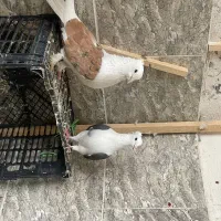 دوبالی کاکلی