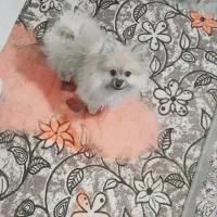 سگ پامرانین عروسکی