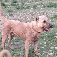 سگ گله سراب