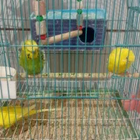 مرغ عشق سه تا هستن