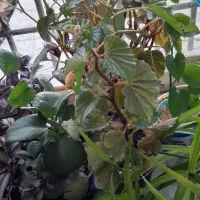 انواع گل طبیعی اطراف بدره