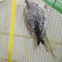 عروس هلندی ماده