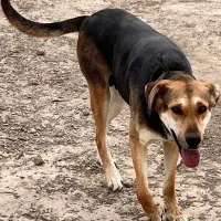 سگ ژرمن شپرد نر اصل ، سگ دوبرمن ماده|سگ|اصفهان, ناژوان|دیوار