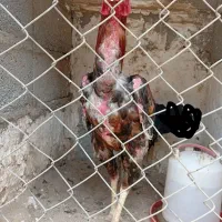 مرغ و خروس لاری