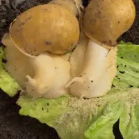 حلزون طبی درمانی آفریقایی