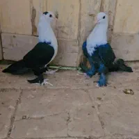 کبوتر کربلایی|پرنده|زارچ, |دیوار