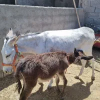 لبنیات شیر الاغ خر