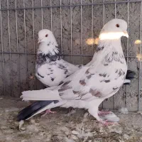 کبوتر پرشی|پرنده|زابل, |دیوار