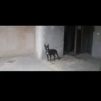 سگ پیتبول ماده واگذاری|سگ|خرمشهر, |دیوار