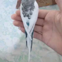 مرغ عشق انگلیسی با قفس|پرنده|تهران, نارمک|دیوار