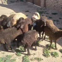 بره های داشتی