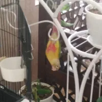 طوطی گرینچیگ بازیگوش|پرنده|زرند, |دیوار