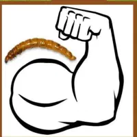 تولید و عرضه مستقیم کرم میلورم(اولین بار در منطقه)|خزنده|مراغه, |دیوار