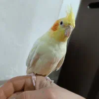 عروس هلندی ماده|پرنده|تبریز, |دیوار