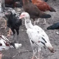 جوجه لاری