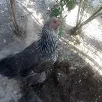 مرغ