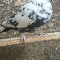 پرشی|پرنده|ساوه, |دیوار