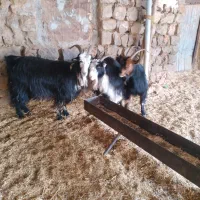 بز چاق|حیوانات مزرعه|ایذه, |دیوار