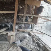 کفترتهرونی|پرنده|برخوار, |دیوار