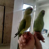 طوطی ملنگو با قفس|پرنده|محمدشهر, محمدشهر|دیوار