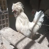 خروس سلطان
