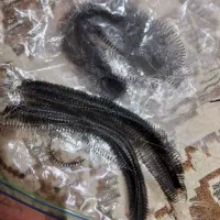 لوازمکاشت مژه اصلاحتی یکباراستفاده نشده|آرایشی، بهداشتی، درمانی|آستانه اشرفیه, |دیوار