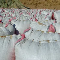 کاه و یونجه