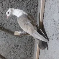 تابلو فرش نقش ک ب و ت ر|تابلو فرش|فردوس (خراسان), |دیوار