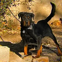 ماده روتوایلر