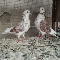 نر و ماده فروشی|پرنده|آران و بیدگل, |دیوار