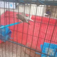 ۴ عدد فنج|پرنده|قرچک, پویینک|دیوار