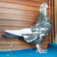 جفت رستاخیز|پرنده|تهران, نیروی هوایی (پیروزی)|دیوار