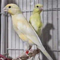 قناری ۱۰ عدد