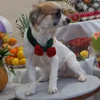 واگذاری سگ واکسن خورده خونگی|سگ|اشکذر, |دیوار