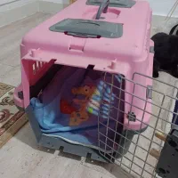 باکس و حمل گربه و سگ