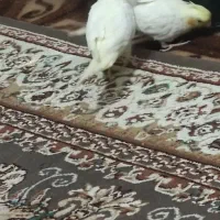 عروس هلندی|پرنده|زهک, |دیوار