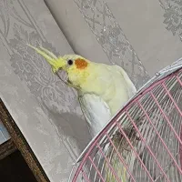 عروس پاریس هلندی ماده|پرنده|باوی, |دیوار