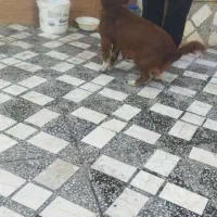 سگ پاکوتاه قهوهای