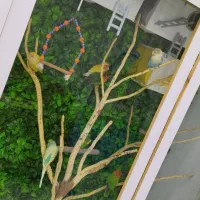 قفس زنده شیک با طوطی برزیلی