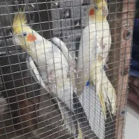 جفت عروس