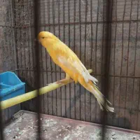 سهره نر نشوندار قناری آماده|پرنده|شاهین‌شهر, گزبرخوار|دیوار