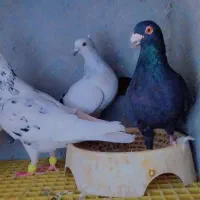 ۷تاکبوتر صید پرشی به شرط