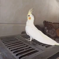 قناری عروس هلندی مرغ عشق|پرنده|یزد, |دیوار