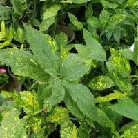 گیاه آکوبا|گل و گیاه طبیعی|تهران, عباس‌آباد|دیوار