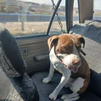 سگ پیتبول.|سگ|تبریز, |دیوار