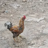 خروس لاری دورگ