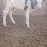 گوساله