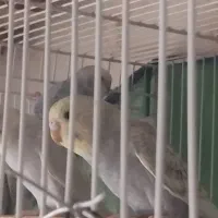 مرغ عشق آنتیک|پرنده|تربتحیدریه, مظفریه|دیوار